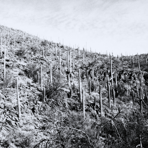 Cactus Cavalry