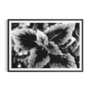 Coleus