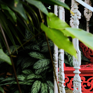 Garden Ascent
