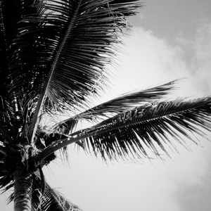 Palm in the Breeze