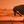Seagull Silhouette