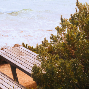 Shore Days