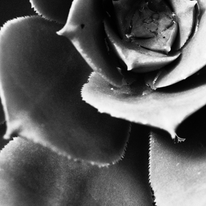 Succulent