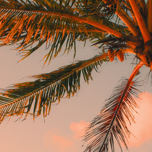 Tropical Sunrise